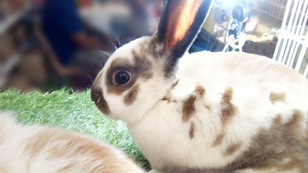 A photo of Spot bunny. Black and white spot rabbit laying in the cage, Close up.の写真素材