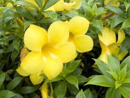 Close up beautiful yellow Allamanda flower or Golden trumpet (Allamanda cathartica) vine flower blooming on the tree in the garden,の写真素材