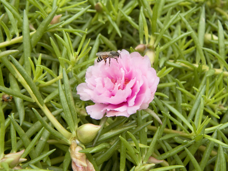 A photo of pink Moss-rose or Purslane flowers ( Portulaca grandiflora ) and green leaves, Close up.の写真素材