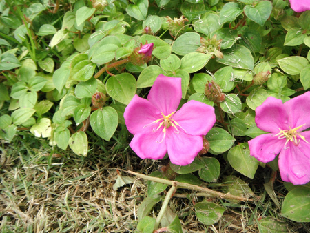 Close up of pink Spanish Shawl Flower or Heterocentron elegans (Schltdl.) Kuntze. Beautiful flower and green leaves in the garden.の写真素材