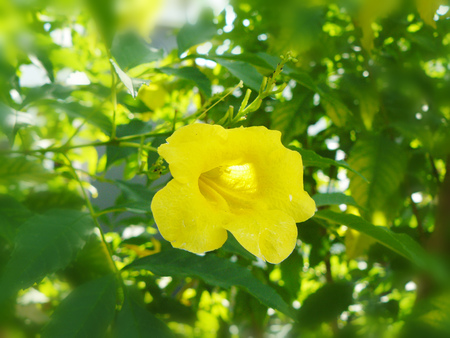 Close up group of yellow flower Cat's claw, Catclawvine or Macfadyena Unguis-Cati (L.) A.H. Gentry. Beautiful flower and green leaves.の写真素材