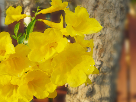 Close up group of yellow flower Cat's claw, Catclawvine or Macfadyena Unguis-Cati (L.) A.H. Gentry. Beautiful flower and green leaves.の写真素材