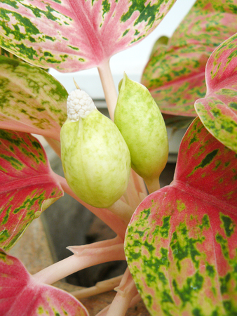 Close up of Aglaonema flower or Chinese Evergreen ( Aglaonema modestum ) Beautiful flower from natural bouquet and colorful leaves in the garden.の写真素材