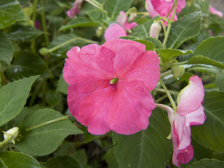 Close up of Vinca flower, Madagascar periwinkle, Old maid, Cayenne jasmine or Rose periwinkle ( Catharanthus roseus G. Don ) and green leaves. The Creeping Type Vinca of Mediterranean Series;の写真素材