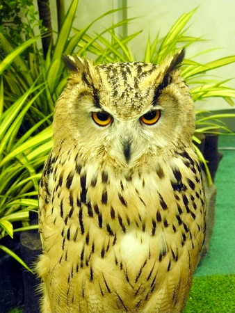 Siberian Eagle Owl ( Bubo bubo sibiricus ) it is one of largest species of owl and sub species of European eagle owl.の写真素材