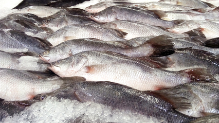 Close up of group of fresh fishes Giant Perch, barramundi, silver perch or white perch ( Lates calcarifer ) in cool ice. Fishes of mass product from fresh market for food industries.の写真素材