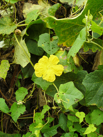 Zucchini flower. Fresh vegetable healthy diet food from plant.の写真素材