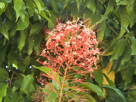 Close up of Pagoda plant or Pagoda flower ( Clerodendrum paniculatum L. ) Beautiful flower from natural bouquet and green leaves in the garden.の写真素材
