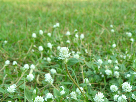 Close up group of Gomphrena weed or Wild globe everlasting flower (Gomphrena celosioides Mart) on the ground of grass.の写真素材