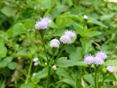 Close up of Billy Goat weed or Chickweed flower ( Ageratum conyzoides ) and green leaves on small tree in sunlight at the morning.の写真素材