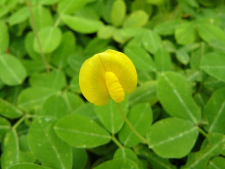Close up of yellow pinto peanut or Arachis pintoi ( Arachis pintoi Krapov. & W.C. Greg. ) Beautiful, cute small flower and green leaves in the garden.の写真素材