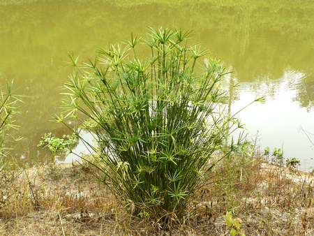 Weed flower of Green Umbrella Plant ( Cyperus involucratus Roxb. ) still life and standing in sunlight at the riverside of rural in a sunny day.の写真素材