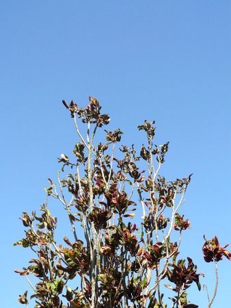 A photo of branch and leaves of Garden Croton or Croton or Variegated Laurel ( Codiaeum variegatium (L.) Blume ) with blue sky for texture and background.の写真素材