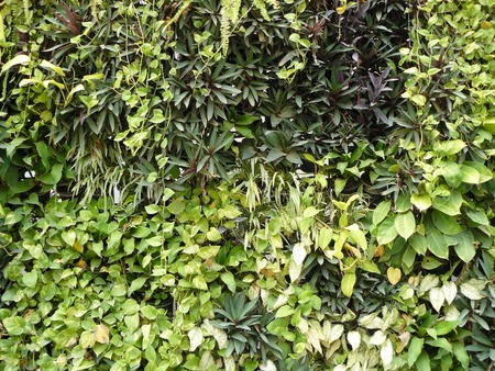 Green forest wall design of vertical garden. The many plants and flower hanged covered on the wall. Pattern of plants and part of motorcycle for background and texture.の写真素材