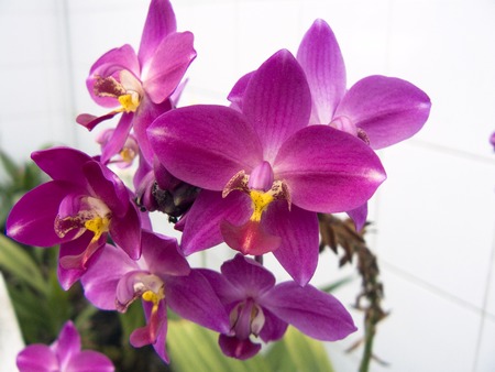 A photo of beautiful orchid. Purple Spathoglottis orchid ( Spathoglottis plicata Bl. ) and green leaves. Close up from plant of natural bouquet, isolated on white background.の写真素材