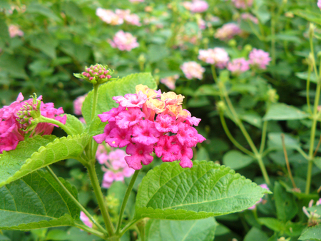 Close up of Lantana flower ( big-sage, wild-sage, red-sage, white-sage or Lantana camara L.) Beautiful small flower and green leaves.の写真素材