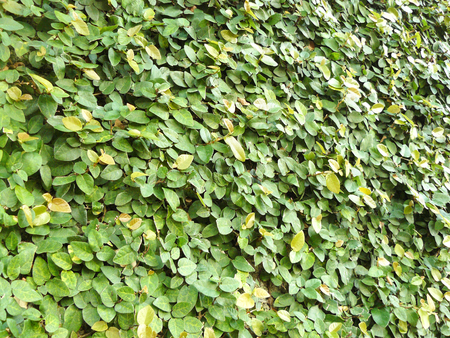 A photo of green Ficus pumila (creeping fig or climbing fig) is are very small leaves of the plant climbing on the wall. A species of flowering plant in the mulberry family, native to East Asia.の写真素材