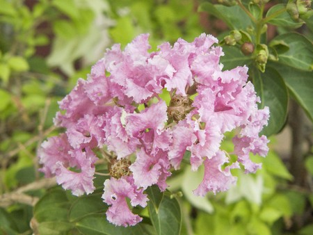 Close up of pink flower Crape myrtle, Crape flower or Indian lilac ( Lagerstroemia indica L ) Beautiful flower from natural bouquet and green leaves in the garden.の写真素材