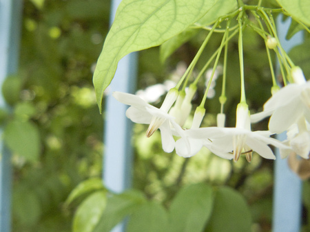 Close up of Wild Water Plum or Wrightia religiosa Benth, white flower on the tree.の写真素材