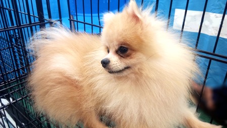 Pomeranian, a puppy dog laying in a cage and looking outside to his best friend, children.の写真素材