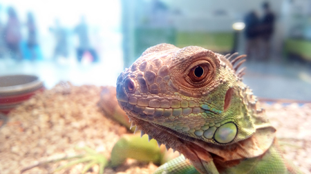 Close up the face of Oriental garden lizard, Eastern garden lizard or Changeable lizard (Calotes...