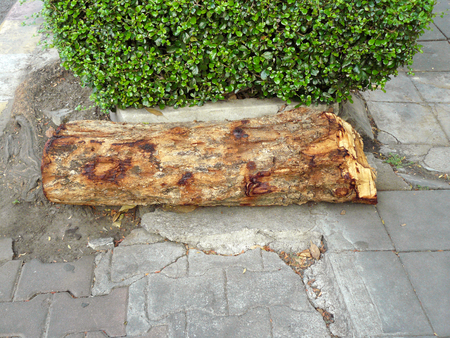 Log on footpath under the tree in the garden.の写真素材