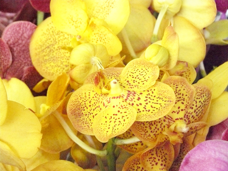 Beautiful orchid. Yellow Vanda or Vanda coerulea Griff. Various flower close up from bouquet.の写真素材