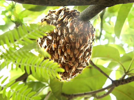 Honeycomb with bees, Small hive on the tree.の写真素材