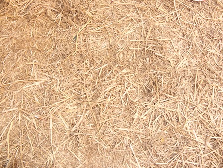 Dry straw or hay on the ground. close up for a background and texture.の写真素材