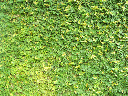 A photo of Ficus pumila (creeping fig or climbing fig) is are very small leaves of the plant climbing on the wall and roots. A species of flowering plant in the mulberry family, native to East Asia.の写真素材