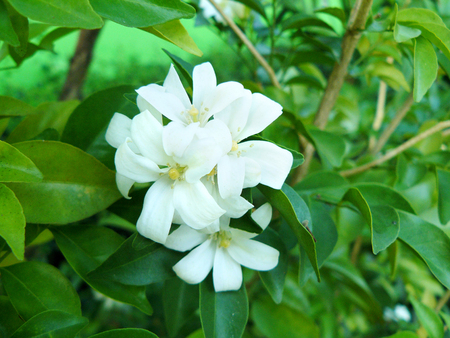 Close up of white Orang Jessamine flower or China Box Tree, Andaman Satinwood, Chinese Box-wood ( Murraya paniculata ) Beautiful asian flower from natural bouquet and green leaves in the garden.の写真素材