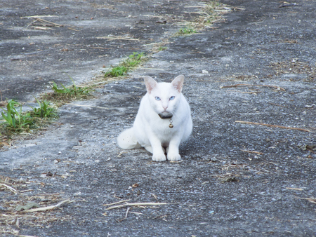White cat laying on the ground.の写真素材