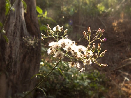 A photo of Camfhur grass flower (Siam weed, Bitter bush, Devil weed, Common floss flower, Triffid or Chromolaena odorata L. ) and green leaves on the tree in sunlight at the morning.の写真素材
