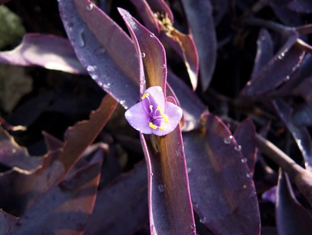 Close up of Purple Heart flower ( Tradescantia pallida D. Hunt. ) Beautiful pink flower in violet leaves from natural in the garden.の写真素材