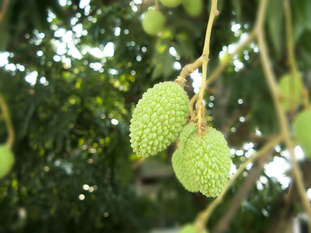 Fresh fruits for healthy diet food. A photo of group of young green Lychee ( Litchi chinensis Sonn )...