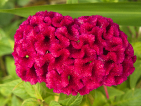 A photo close up top view of Cockscomb or Celosia Cristata flower ( Celosia argentea  var. cristata ) Beautiful red flower and green leaves in the garden.の写真素材
