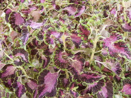 A photo of natural pattern. Group of Coleus leaves or Painted nettle red - green leaves in the garden background close up.の写真素材