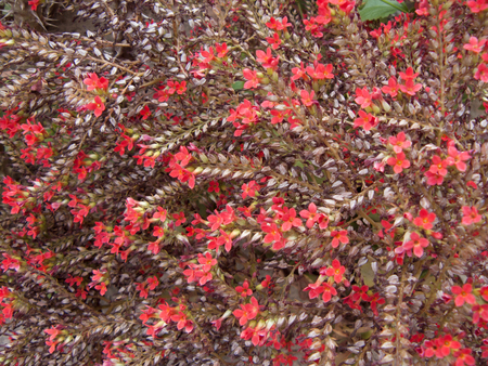 Close up of Red Christmas Kalanchoe, Kalanchoe blossfeldiana, Flaming Katy or Kalanchoe ( Kalanchoe blossfeldiana Poelln ) Beautiful flower from natural bouquet and green leaves in the garden.の写真素材