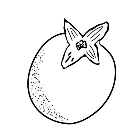 Persimmon. Hand drawn persimmon fruit illustration isolated on white background.のイラスト素材