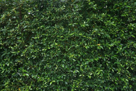 leaf green texture background.