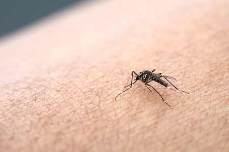 Mosquitoes are spread on human skin to suck blood. People who get mosquitoes or mosquito bites. Will cause malaria disease. Mosquitoes are a dangerous carrier.の写真素材