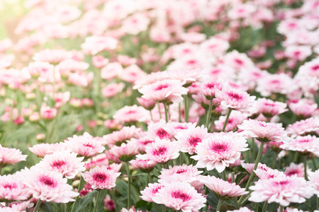 Chrysanthemum (Anthemideae) pink blooming in the garden macro photography.の写真素材