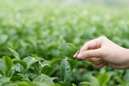 Asian woman hand picking up the tea leaves from the tea plantation, the new shoots are soft shoots....