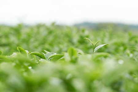 The tea leaves grow in the middle of the tea plantation.  the new shoots are soft shoots. Water is a healthy food and drink. as background Healthcare concept with copy space for your text or designの写真素材