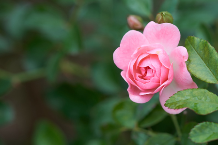 Pink roses bloom in a tropical garden with natural green blurring background. Represents romance Rose to love. as background Valentine concept with copy space.の写真素材