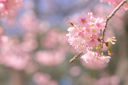 Pink cherry blossom(Cherry blossom, Japanese flowering cherry) on the Sakura tree. Sakura flowers are representative of Japanese flowers. The main part of the winter pass. I love everyone.の写真素材