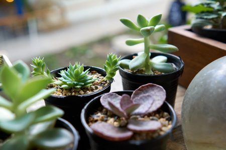 A small cactus in a plastic pot. Variety of varieties For propagation Decorated home office for green. Easy to care and look at the sarcasm that comes from the computer screen.の写真素材