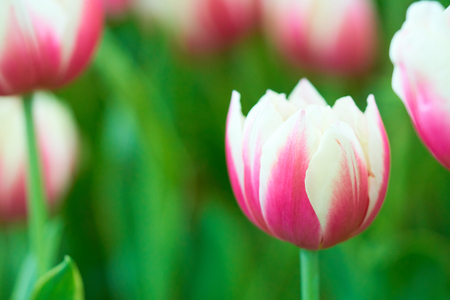 Bouquet of tulips (Tulipa spp. L.) with light through the window. Give a warm feeling to the garden. Gardening ideas in the home Flowerの写真素材