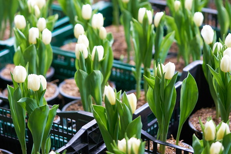 Bouquet of tulips (Tulipa spp. L.) with light through the window. Give a warm feeling to the garden. Gardening ideas in the home Flowerの写真素材