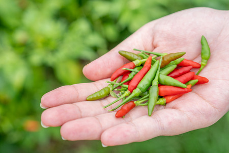 The farmers harvested the chili peppers. As a raw material for cooking, the spicy taste is popular among Asians. Foodstuffs are used as a mixture of traditional medicine, food concepts and health.の写真素材